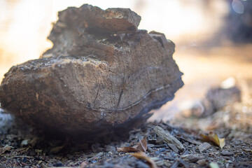 Burnt out Fire Woode with Ashe and Fire Resedue