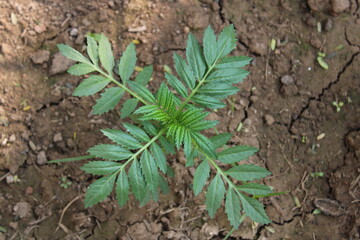 Marigold seedling