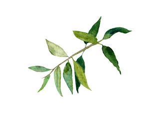 green leaves isolated on white background