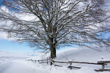 a beautiful tree on a winter day