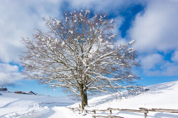 The snowy tree with the blue sky in the background with white clouds.
