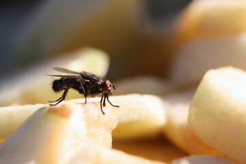 Fly On Apple Slices