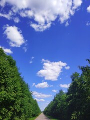 
Straight asphalt road between green planting walls