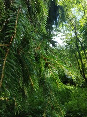 
Spruce coniferous branches with water drops after rain
