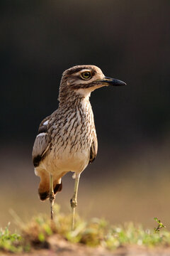The water thick-knee (Burhinus vermiculatus), or water dikkop standing on the shore with dark background.