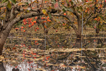 Reflection of branches with ripe fruits of persimmon trees in water. Israel