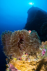 Pink anemonefish swimming above anemone infron of towering coral reef