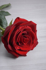 Background for Valentine's Day greeting card.Valentines day concept.Red, beautiful blooming rose. Close up.