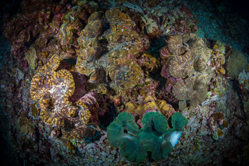 Fototapeta na wymiar Large corals on healthy coral reef