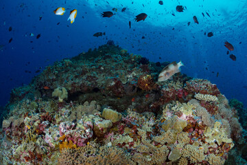 Obraz na płótnie Canvas Tropical fish swimming aboce coral reef in Papua New guinea