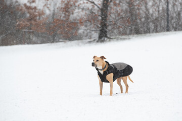 Fototapeta na wymiar Prague, Czech Republic - January 7, 2021: one of first snowing day of the year, a dog in park