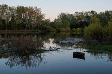 sandy birch of the Ural river in the sunset