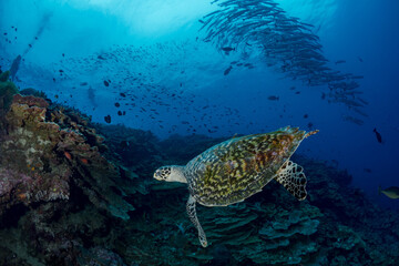 Naklejka na ściany i meble Schooling chevron barracuda swim above coral reef