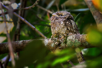 Sri Lanka Frogmouth - Batrachostomus moniliger, special unique bird from Sinharaja forest of Sri Lanka.