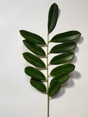 leaves on white background