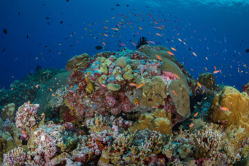 Fototapeta na wymiar Colorful anthias reef fish swimming in tropical clear water above coral reef