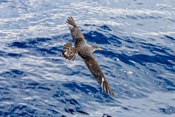 Shearwater with outstretched wings soaring over the Atlantic sea in the waters of La Palma, Canary Islands, Spain, Europe.