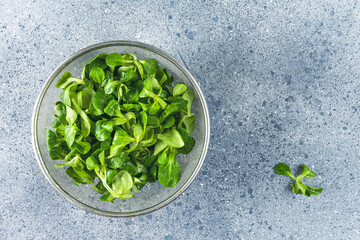 Fresh lambs lettuce or corn salad leaves in metal sieve on light grey table surface. Top view, copy space