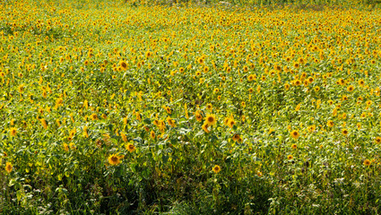field of yellow flowers