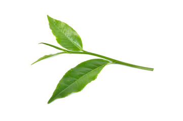 Green tea leaf isolated on white background
