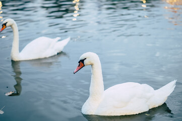 pair of swans on the calm waters. Side view of elegant waterfowl