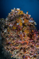 Fototapeta na wymiar Large corals on healthy coral reef