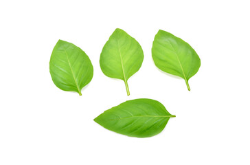 Basil leaves isolated on white background. Top view.