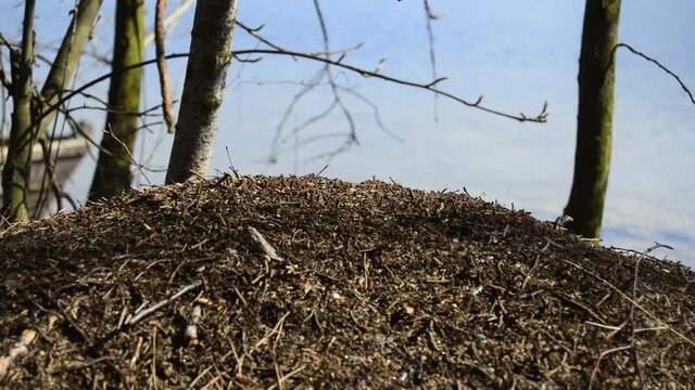 Ants on the anthill in the spring after winter hibernation on a background of water. Focus on top of an anthill