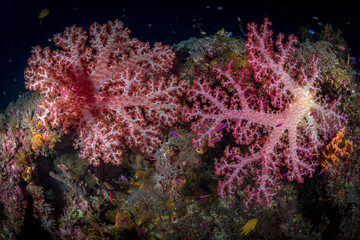 Beautiful large pink coral on reef

