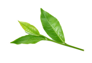 Green tea leaf isolated on white background