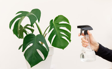 Young woman hand spraying water on houseplant Monstera in pot at home, closeup