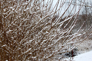 Snow on the branches of bushes after a snowfall. Beautiful winter background with snow-covered branches. Plants in the winter forest Cold snowy weather. Close-up.