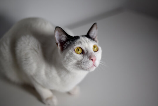 High quality photography. Image of domestic animal. Photograph of a white cat inside a house.