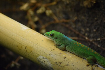 Jeune gekko