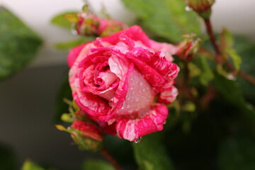 red rose with water drops