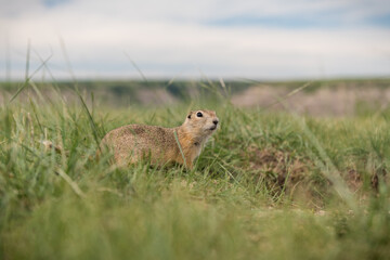 Columbian ground squirrel in badlands close to Drumheller, Alberta, Canada