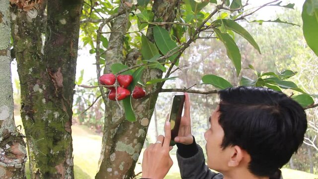 portrait of an Asian man photographing a water apple or Syzygium samarangense from its fresh tree. capture the beauty of fresh guava for social media content. relaxing holiday in the orchard