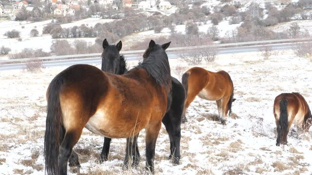 Nobody cares about wild horses. They live and are born in nature without human help.