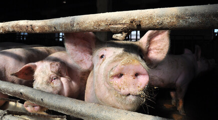 Feeding pigs on a farm
