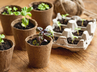 Basil seedlings in biodegradable pots on wooden table. Green plants in peat pots. Baby plants...