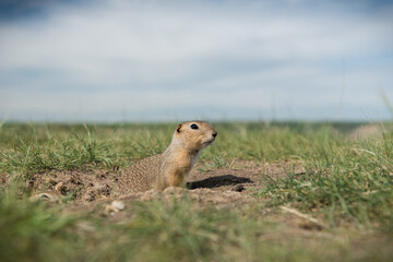 Columbian ground squirrel in badlands close to Drumheller, Alberta, Canada