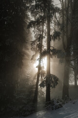 Sonne im verschneiten Wald