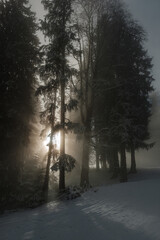 Sonne im verschneiten Wald