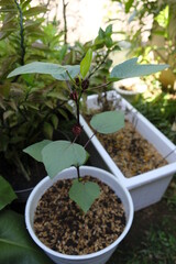 Close-up of roselle plant in home garden.