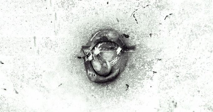 mating slugs (Deroceras caucasicum) in time lapse, mating dance of a group of slugs, round dance, mystical cycle. Black and white