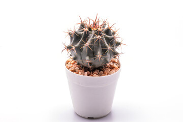 Close up Ferocactus in white pot isolate on white background.