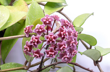 Close up  red Hoya flower isolate on white background.