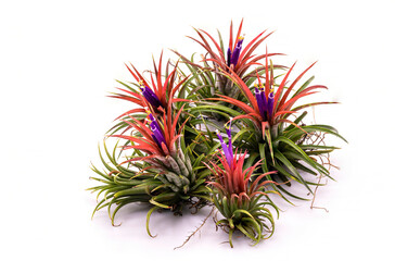 Close up Tillandsia  plant isolate on white background. Tillandsia plant commonly known as Airplants.