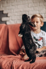 Funny black rabbit bunny standing with hind legs next to the boy. Vertical orientation.