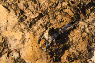 Extreme macro close up of surface Rock pattern. Stone texture and background. Rock Abstract Background